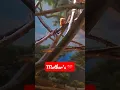 Download Lagu Denver Zoo Amazing Wild Life #travel #shorts #views #viral #denver #monkey #mother #baby #life