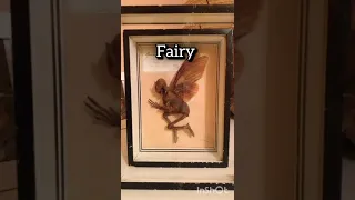 Mythical creatures caught on camera