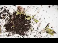 Getting rid of Weeds and Mulching your Garden