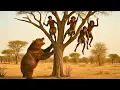 Download Lagu Life Million Years Ago | danger always lurks
