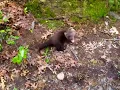Fisher Cat Cry