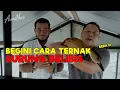 Download Lagu ASLI NO HOAX !!! BEGINI CARA TERNAK BURUNG BELIBIS YANG ADA DI SULAWESI - JURAGAN LAHAN