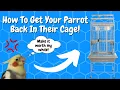 Lagu How To Help Get Your Parrot Back In Their Cage | Tips \u0026 Tricks | TheParrotTeacher
