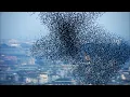 Ten Million Starlings Swarm 7 Tonnes of Bird Poo Superswarm BBC Earth