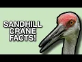 The Life of the Crane Sandhill Crane Facts