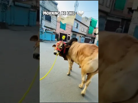 Morning Walk Enjoy 🤍 #ytshorts #cow