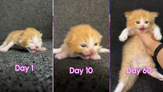 TIMELAPSE KITTEN 😍