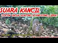 Download Lagu SUARA PANGGILAN KANCIL/PELANDUK 100% AMPUH BUAT HUNTING/NYANGGONG/JERAT