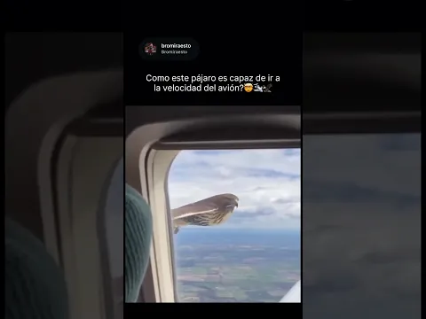 Cómo este pájaro puede volar a la velocidad de un avión? 🤯🦅🛩️