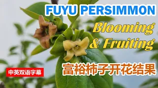 does fuyu persimmon tree need cross pollination to bloom and bear fruits self fertile
