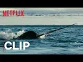 Lagu Our Planet | Narwhals | Clip | Netflix