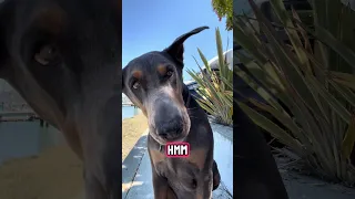 #Fyp #doberman #pets #dream #YouTube