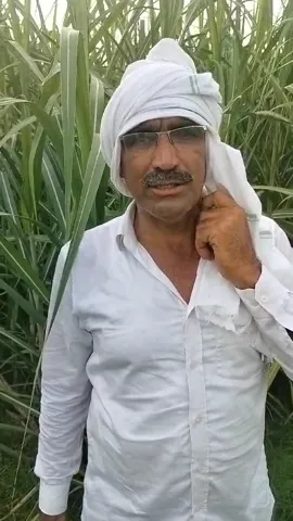 नैनो यूरिया प्लस या दानेदार यूरिया, अमरोहा के किसान से सुनिए किसमें ज्याद फायदा
