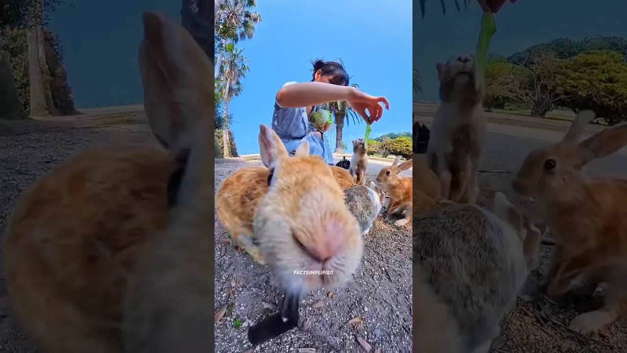 Rabbit Island Mystery