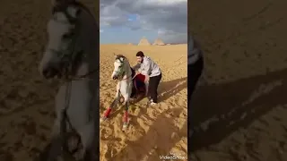 نزلة السمان الهرم الفارس برهان حماد دندنها