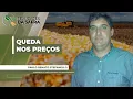 Download Lagu Com o avanço da colheita, preços do milho recuam até R$ 10,00/sc em Sidrolândia/MS