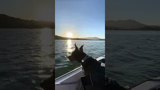 Boat dog Violet #fyp #dream #doberman #pets #youtube