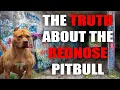 THE RED NOSE AMERICAN PITBULL TERRIER