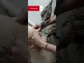 Chicken Getting Fleas From Dog Chicken Funny s