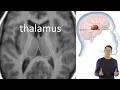 thalamus segmentation using deep learning