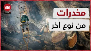 عسل الهلوسة الأغلى والأخطر في العالم لا تأخذ منه أكثر من ملعقتين وإلا سيقتلك 