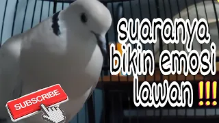 Download Suara Burung Puter Pelung Yang Bikin Emosi lawan, Hingga Jadi rame Pada Gacor MP3