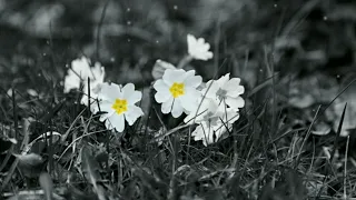                                                             دندنها