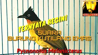 Download TERNYATA BEGINI SUARA BURUNG KUTILANG EMAS, PYCNONOTUS MELANICTERUS MP3