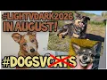GAMBAR ANJING UNTUK DEWASA Dapatkan Inspirasi untuk Tema Terang vs Gelap Bulan Agustus