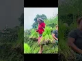 Download Lagu Asare mainama Shan ropdai