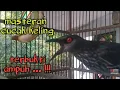 Download Lagu cucak keling trotol jantan