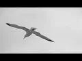 Ahu Sağlam | Gülümcan