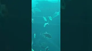 Clingy Nurse Shark Demands Cuddles From Diver