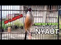 Download Lagu burung cendet gacor JITU BONGKAR FULL NARUNG,, PANCINGAN CENDET AGAR BUNYI bikin BURUNG PENTET GACOR