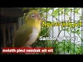 Download Lagu pleci ngalas standar jingjuit sambung wit wit | melatih pleci ngalas standart jing juit wit wit wit