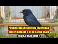 Download Lagu CARA MERAWAT SRIGUNTING HITAM OMBYOKAN UNTUK PEMULA !!!