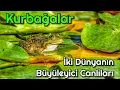 Download Lagu Kurbağalar: İki Dünyanın Büyüleyici Canlıları #kurbağa #belgesel #hayvanlar
