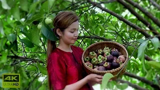 This video is about ten rarest fruits found in the world like Mangosteen which is a tropical evergre. 