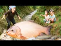 Download Lagu How to catch giant silver carp and tilapia in the stream  to sell at market - Fishing Skill
