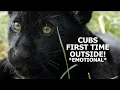 Download Lagu Cubs FIRST TIME outside! - The Big Cat Sanctuary