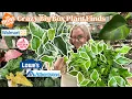 Download Lagu NEW $3.48 RARE Big Box Plant Finds at Walmart, Lowe's, Home Depot \u0026 Trader Joe's 🤑 New Pothos Finds!