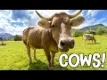 Cows Learning about Cows for Kids