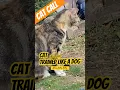 Download Lagu Can You Train a Cat?😹🐈 #cat #cutecat #trending