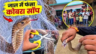 बहुत ही बुरी तरह से जाल में फंसा बेहद ही जहरीला कोबरा सांप 🤔🐍 Ballia Rescue team - 7985258402