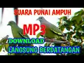 Download Lagu SUARA PIKAT PUNAI UNTUK NYANGGONG