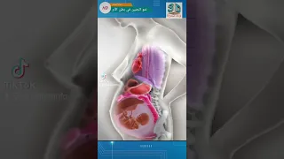 نمو الجنين داخل رحم الأم 