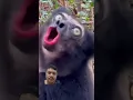 Download Lagu SUARA MENGGEMA DARI TIGA PRIMATA SIAP DIAJAK KONSER, INDRI, SIAMANG, DAN LUTUNG #shorts