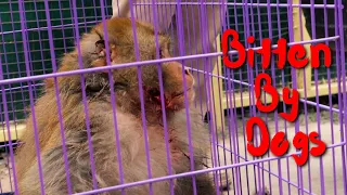 Monkey Attacked by Stray Dogs Gets a Second Chance at Life