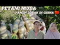 Lagu PETANI MUDA PANEN LOBAK BESAR DI CHINA 🇨🇳 / MUSIM DINGIN BUKAN KENDALA