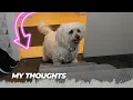 EHEYCIGA Dog Stairs for High Beds 4-Step Dog Steps for Couch Pet Stairs for Small Dogs and Cats